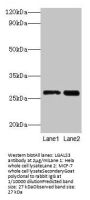 LGALS3 Antibody