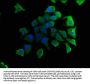 LGALS4 Antibody