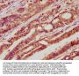 LGR5 Antibody