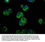 LGR5 Antibody