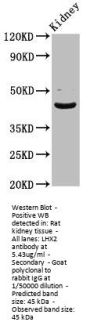 LHX2 Antibody
