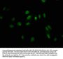 LHX2 Antibody