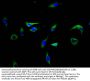 LIFR Antibody