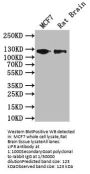 LIFR Antibody
