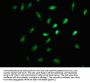 LIMD2 Antibody