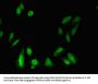 LIPE Antibody