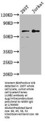 LILRB2 Antibody