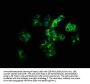 LILRB2 Antibody