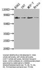 LMNA Antibody