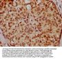 LMNA Antibody