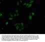 LMNA Antibody