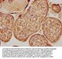 LOX Antibody