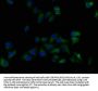 LPAR5 Antibody