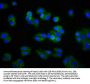 LPL Antibody