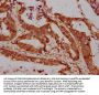 LPO Antibody