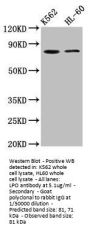 LPO Antibody