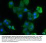 LRP1 Antibody