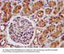 LRP2 Antibody