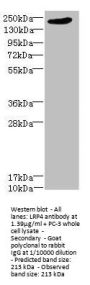 LRP4 Antibody