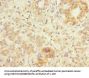 LRP4 Antibody