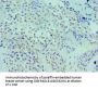 LRP6 Antibody