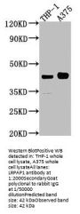 LRPAP1 Antibody