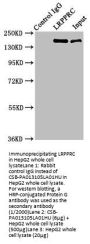 LRPPRC Antibody