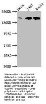 LRPPRC Antibody