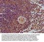 LRPPRC Antibody