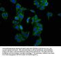 LRPPRC Antibody