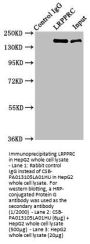 LRPPRC Antibody