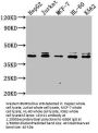 LSM11 Antibody