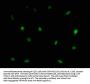 LSM11 Antibody