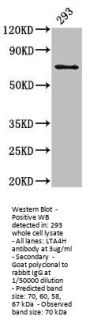 LTA4H Antibody
