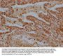 LTC4S Antibody