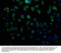 LTC4S Antibody