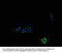 Lypla1 Antibody