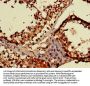 MAEA Antibody