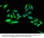 MAEA Antibody