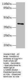 MAGEA10 Antibody