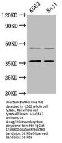 MAGEA2 Antibody