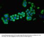MAGEA8 Antibody