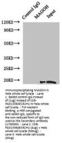 MAGOH Antibody