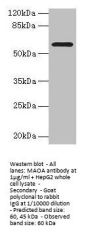 MAOA Antibody
