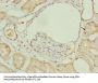 MAOA Antibody