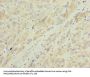 MAOA Antibody