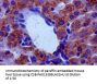 MAOB Antibody