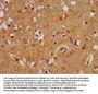 MAP1A Antibody