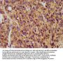 MAP1A Antibody