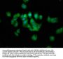 MAP1A Antibody